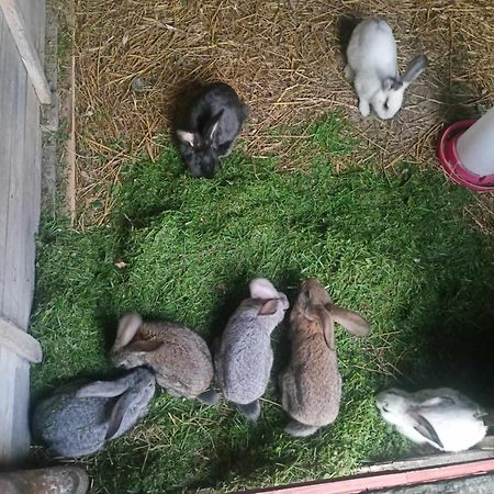 Malinowy Gaj - Agroturystyka Z Alpakami I Innymi Zwierzetami Swietajno  Ngoại thất bức ảnh